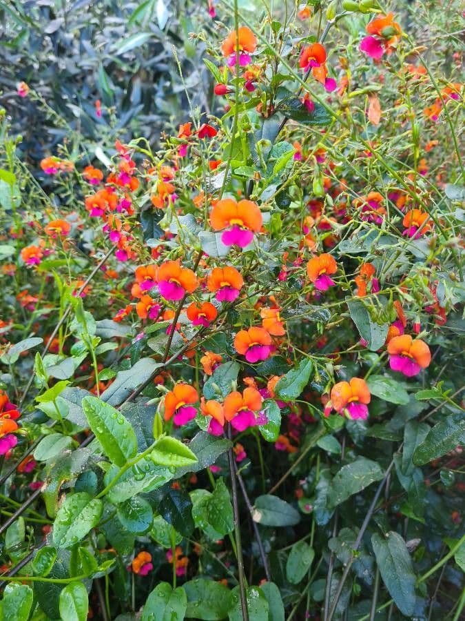Kennedia 4