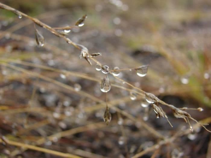 Eragrostis Cuminga 4