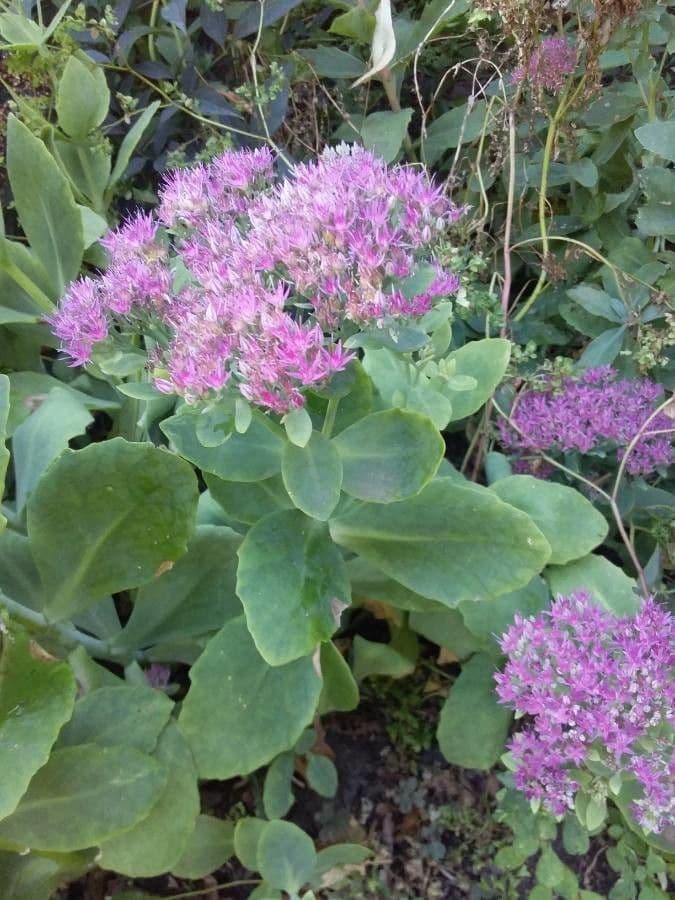 Sedum espectacular 9