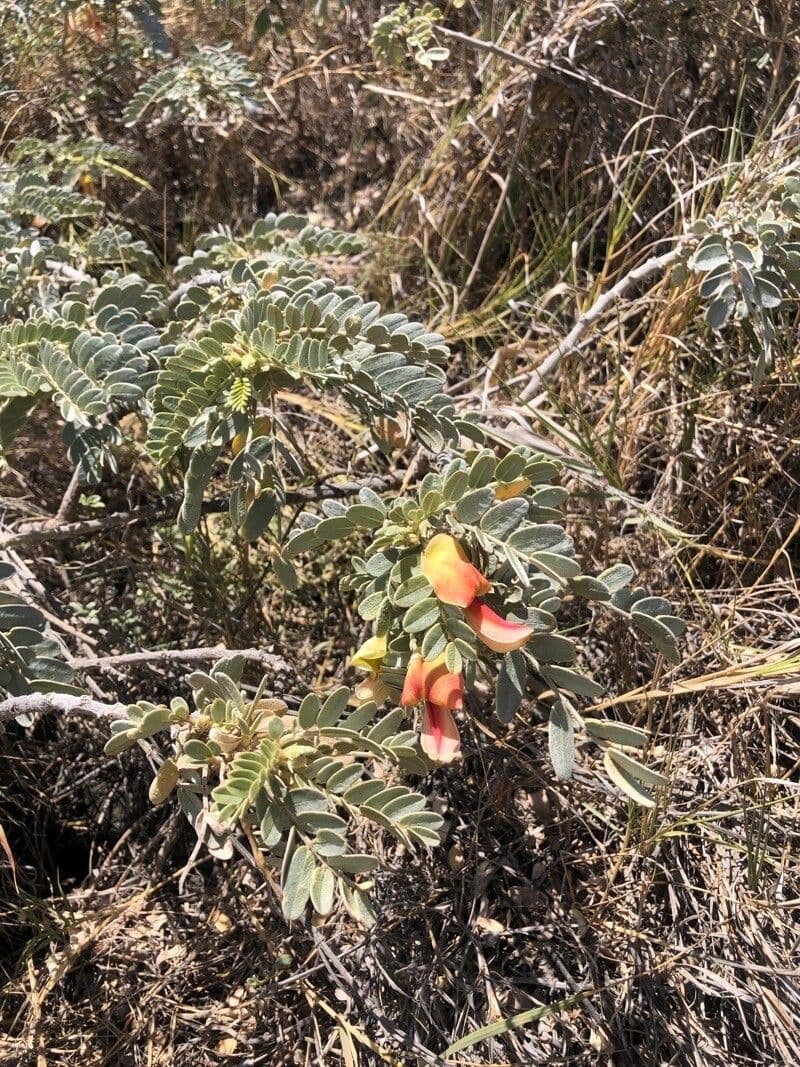 Sesbania tomentosa 7