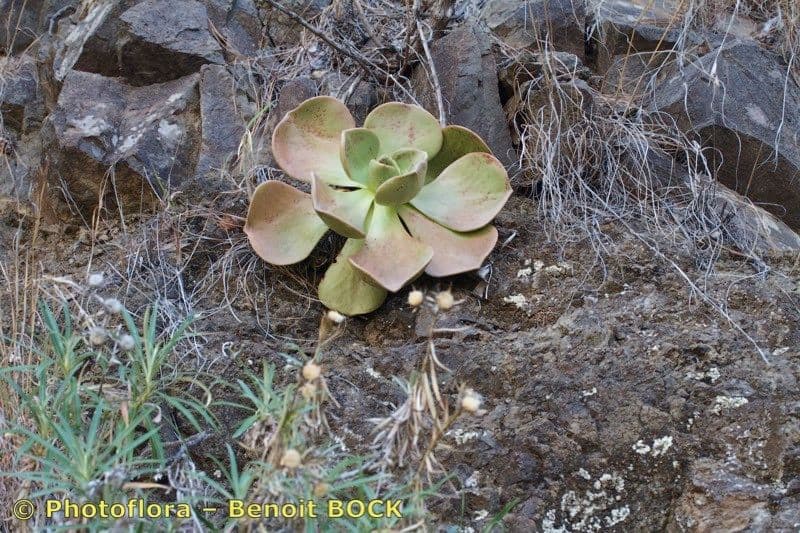 Aeonium nobile 16