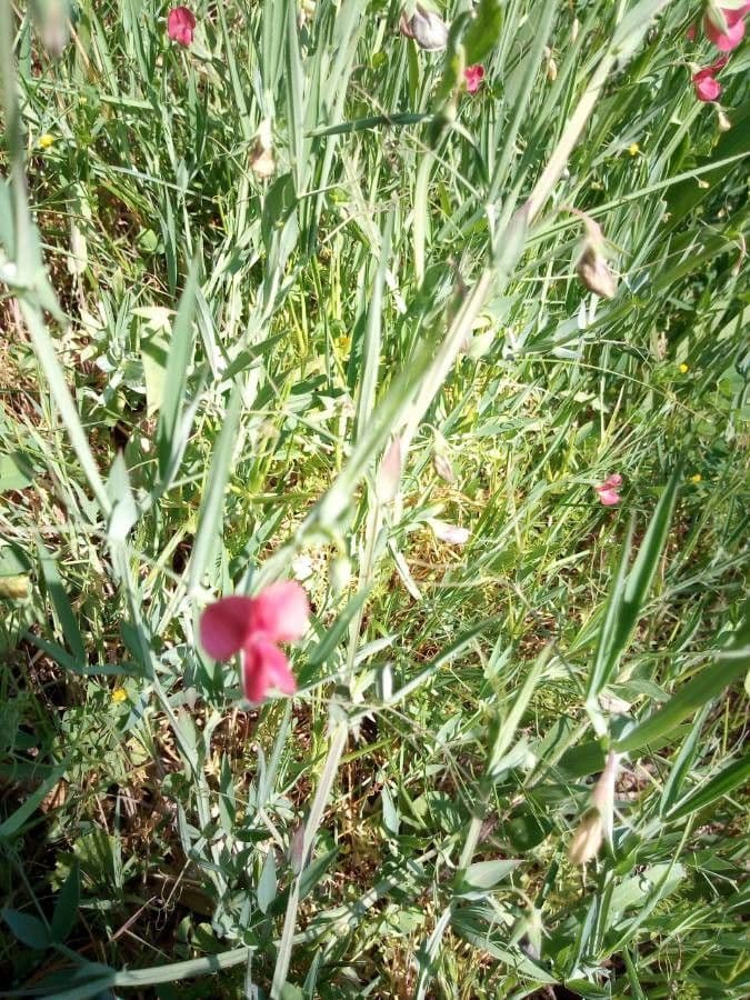 Gras-Platterbse 19