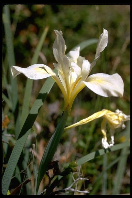 Großgetigerte Iris 3
