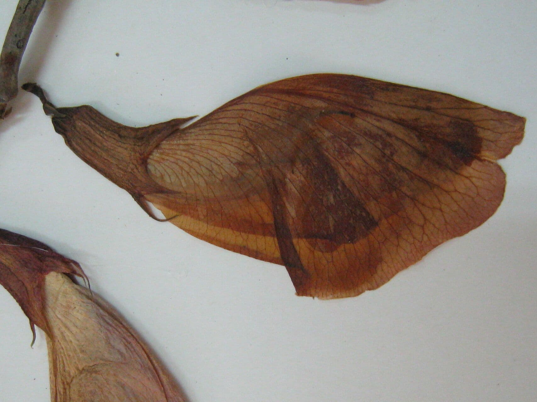 Clitoria 3