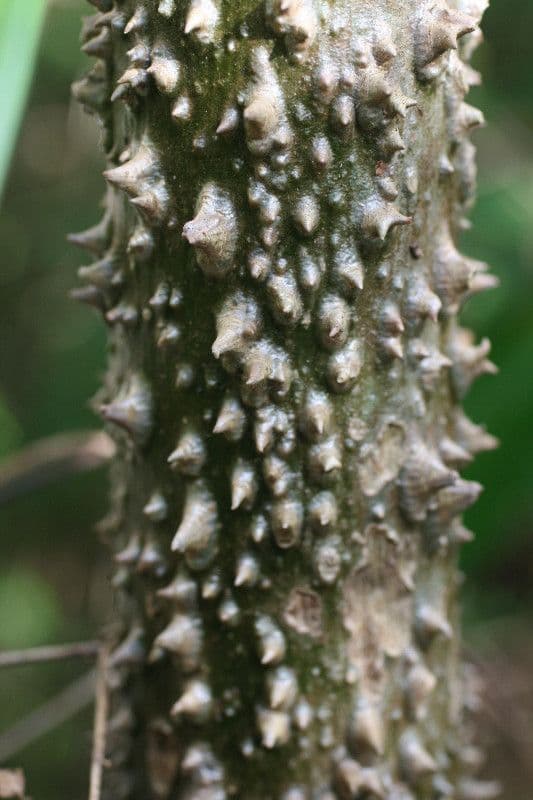 Montrichardia 11