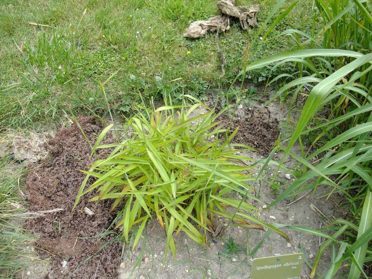 Spodiopogon sibiricus 5