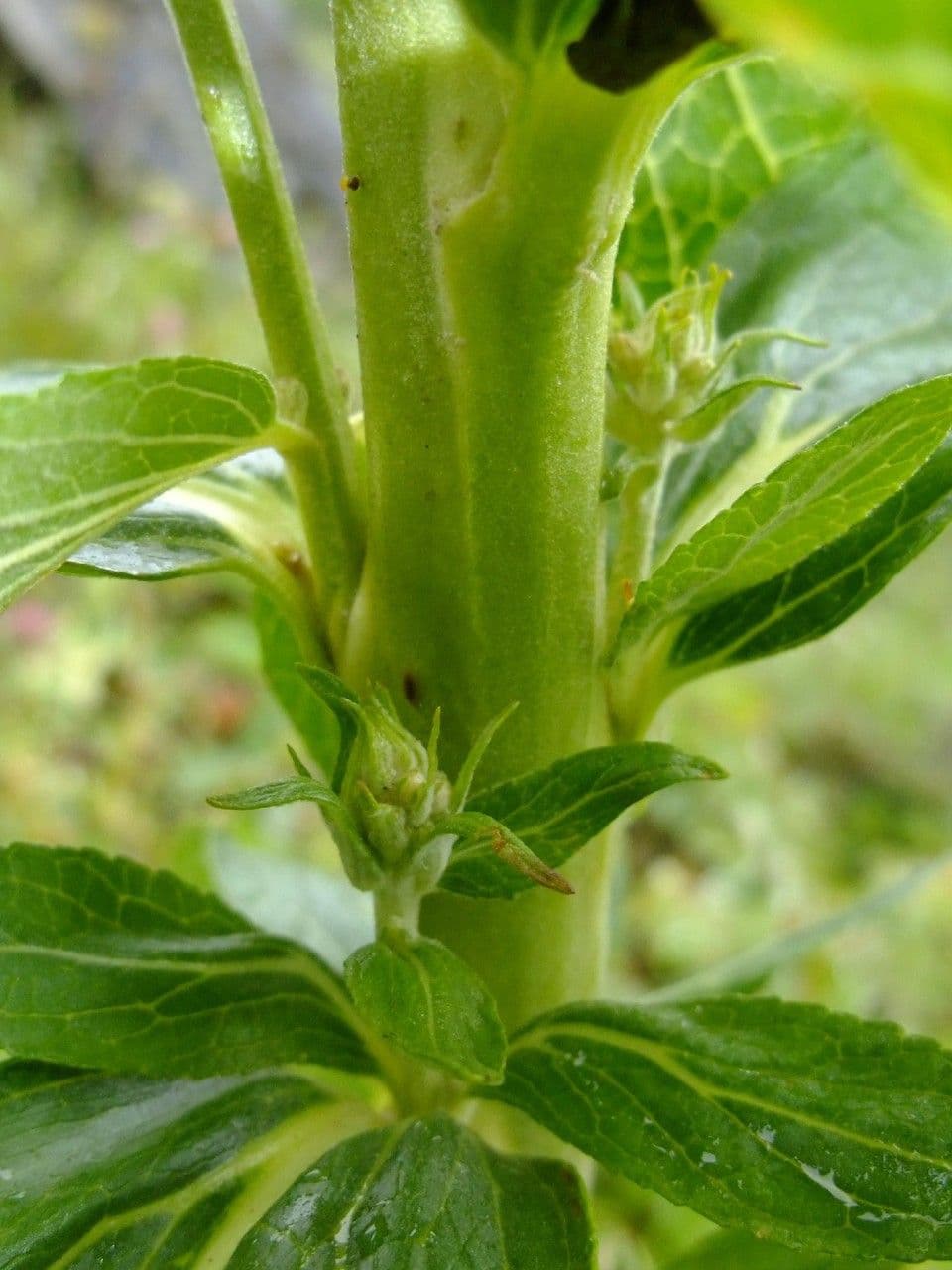Großblütige Königskerze 25