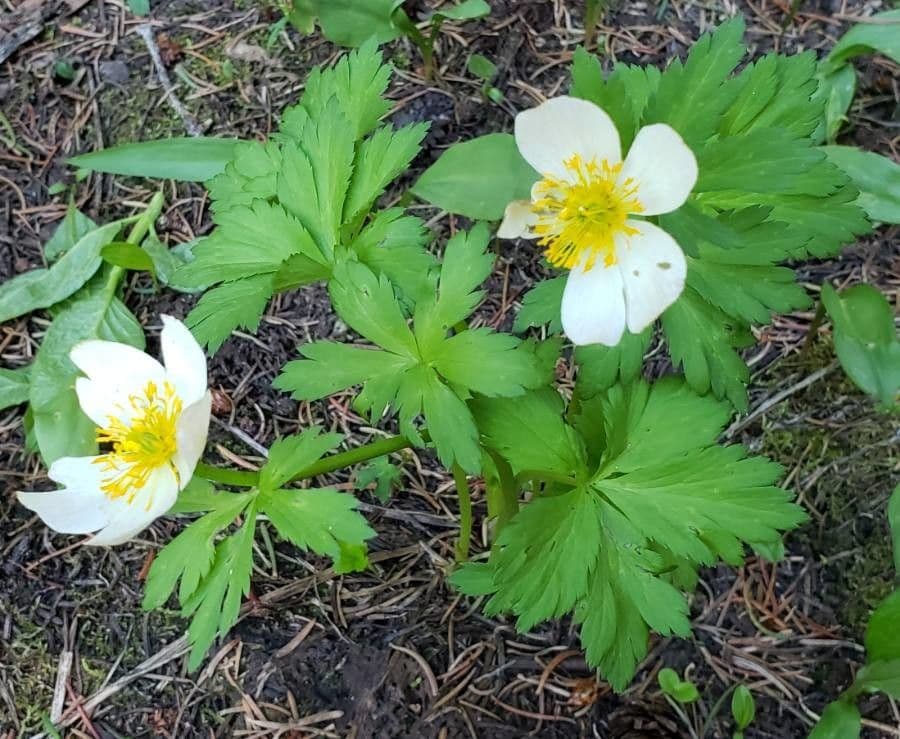 Trollius americano 9