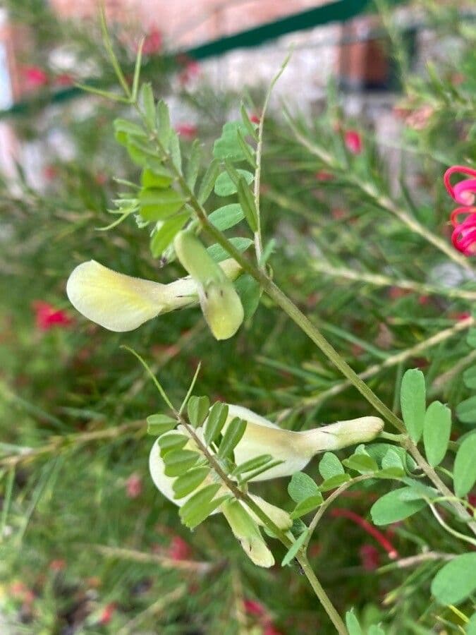 Vicia hybrida 7