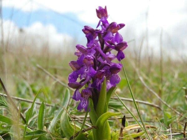 Orchide minore 10