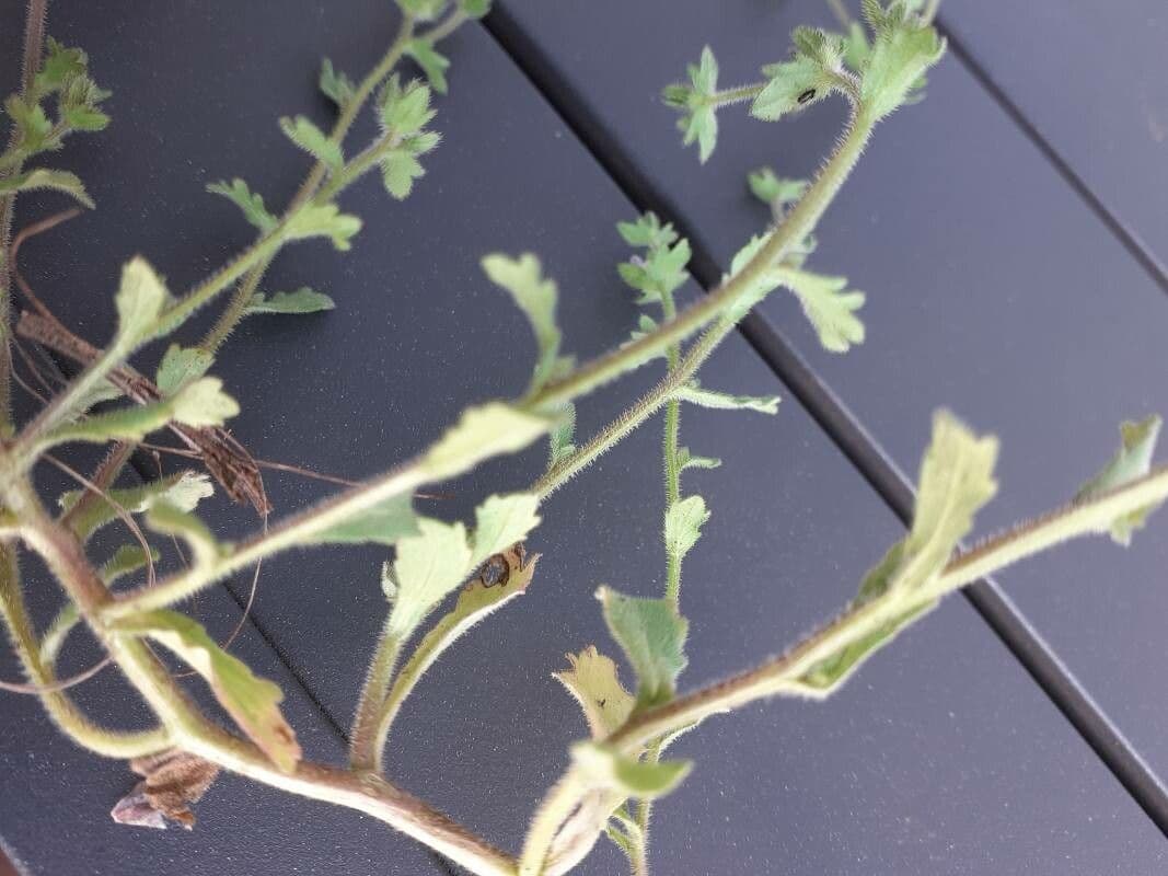 Campanula erinus 18