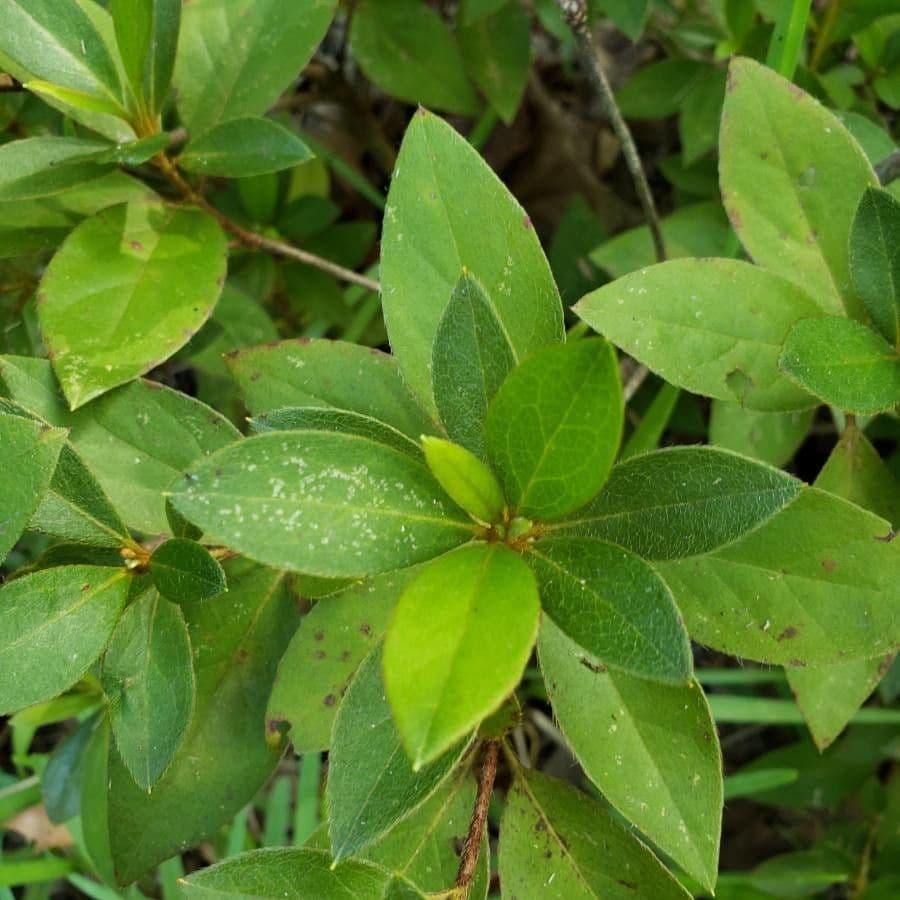 Rododendron 13