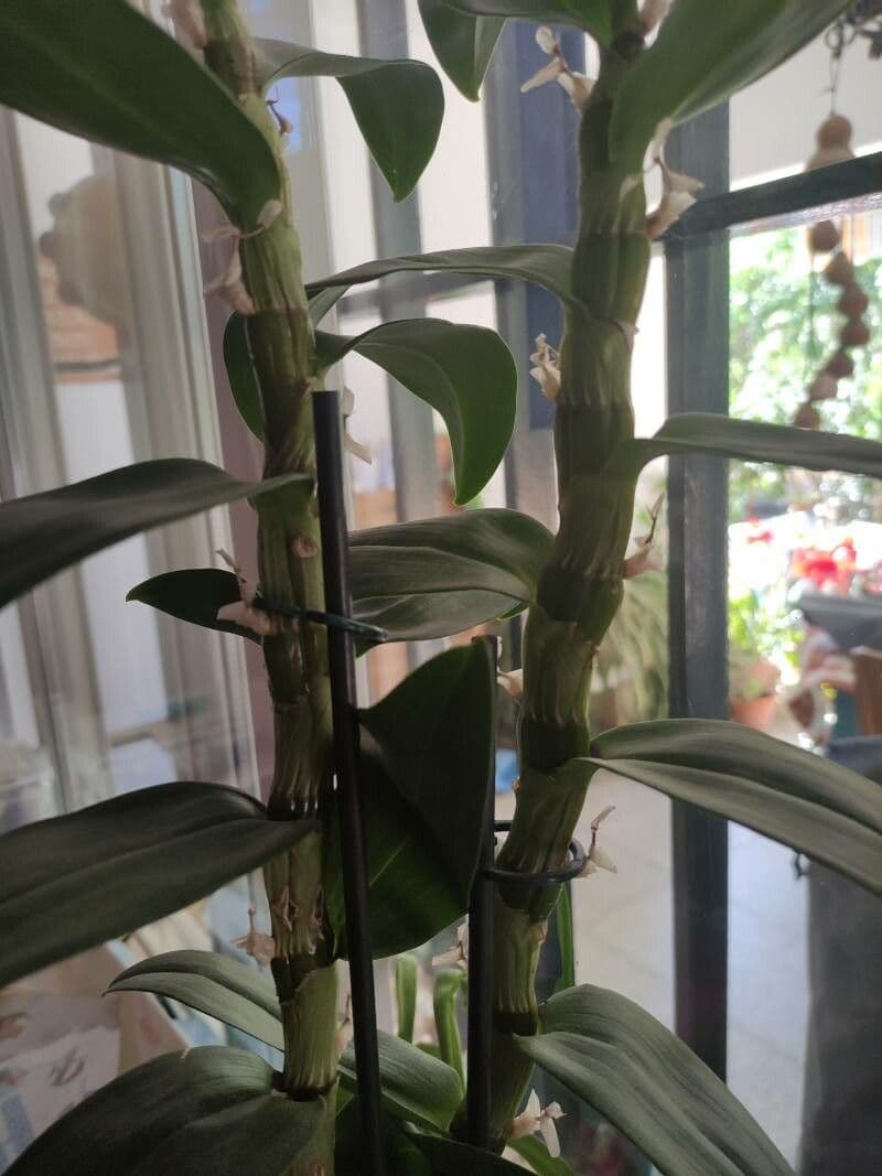 Vavřínovitý dendrobium 24
