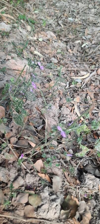 Verbena grigia 11