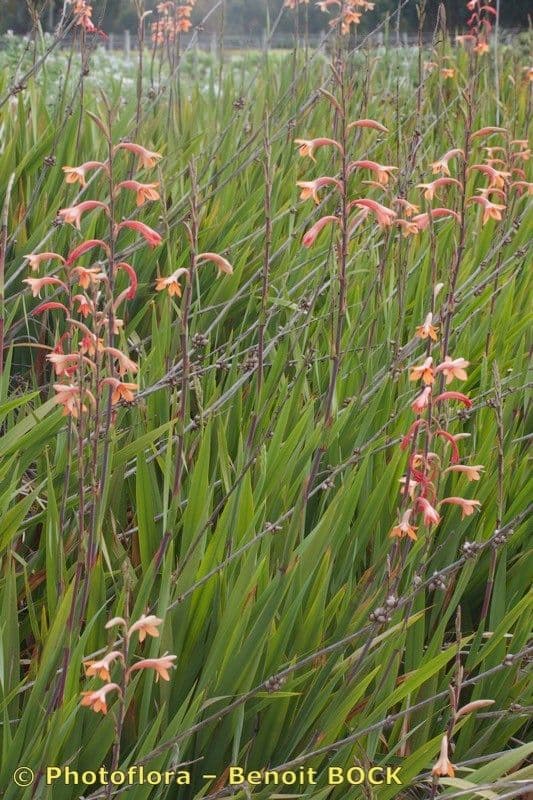 Watsonia meriana 11