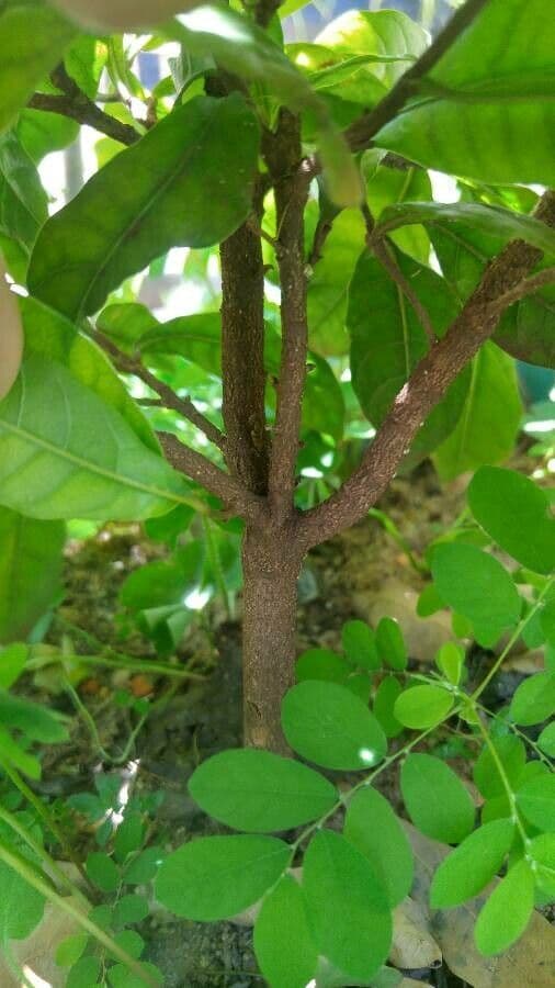 Synsepalum 25