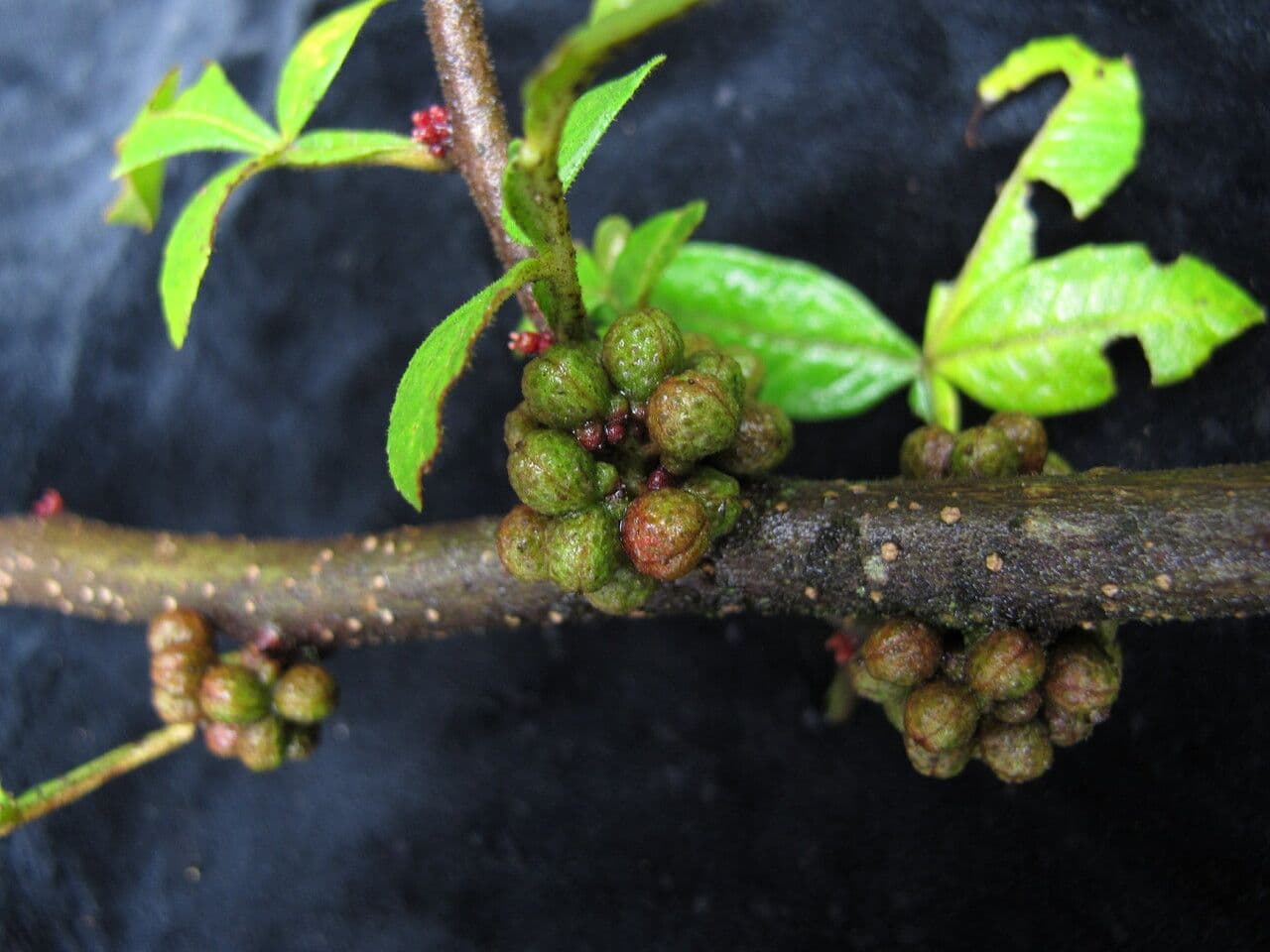 Zanthoxylum 11