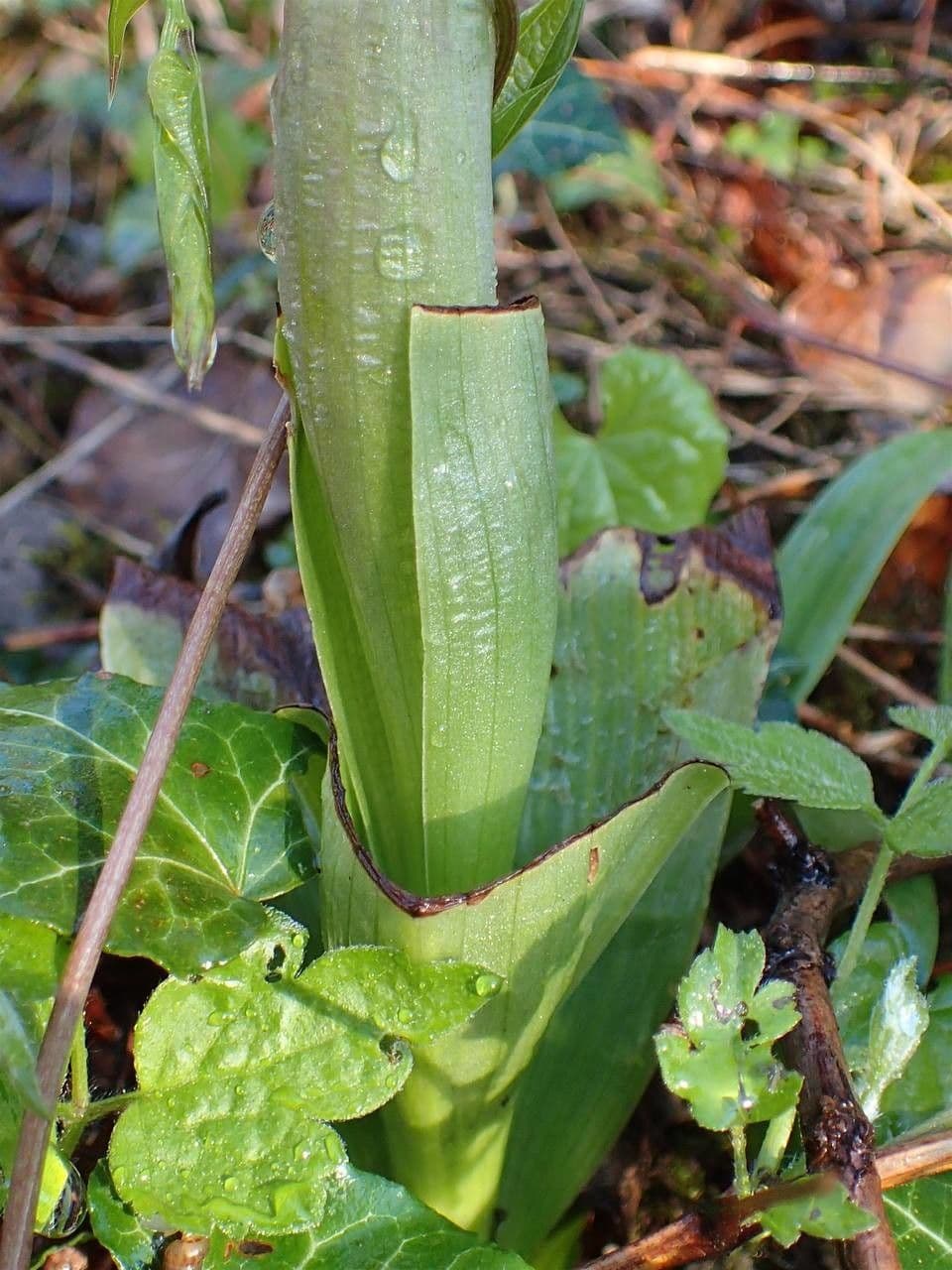Orchis géant 23