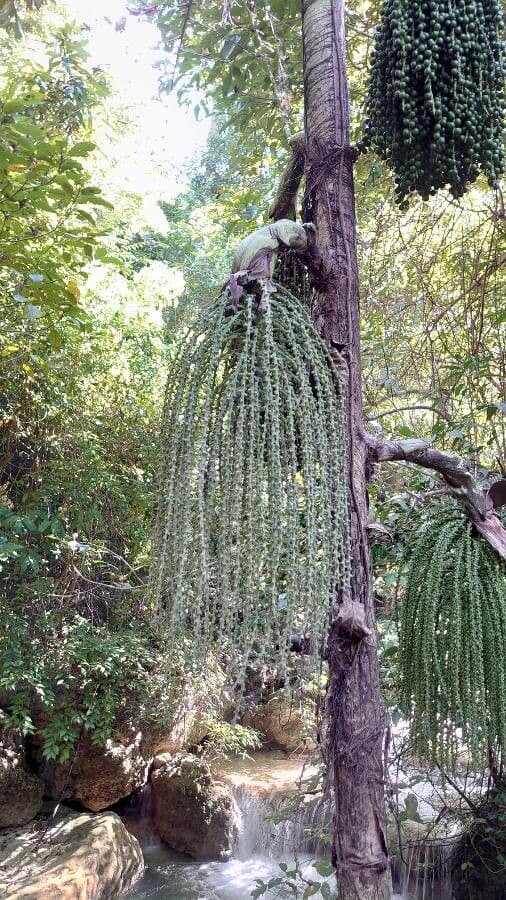 Palmier queue de poisson 3