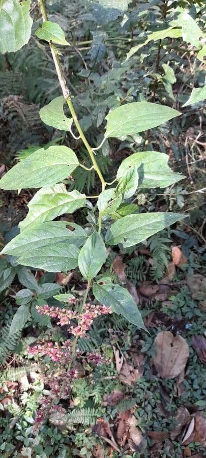 Chamissoa Altissima 14