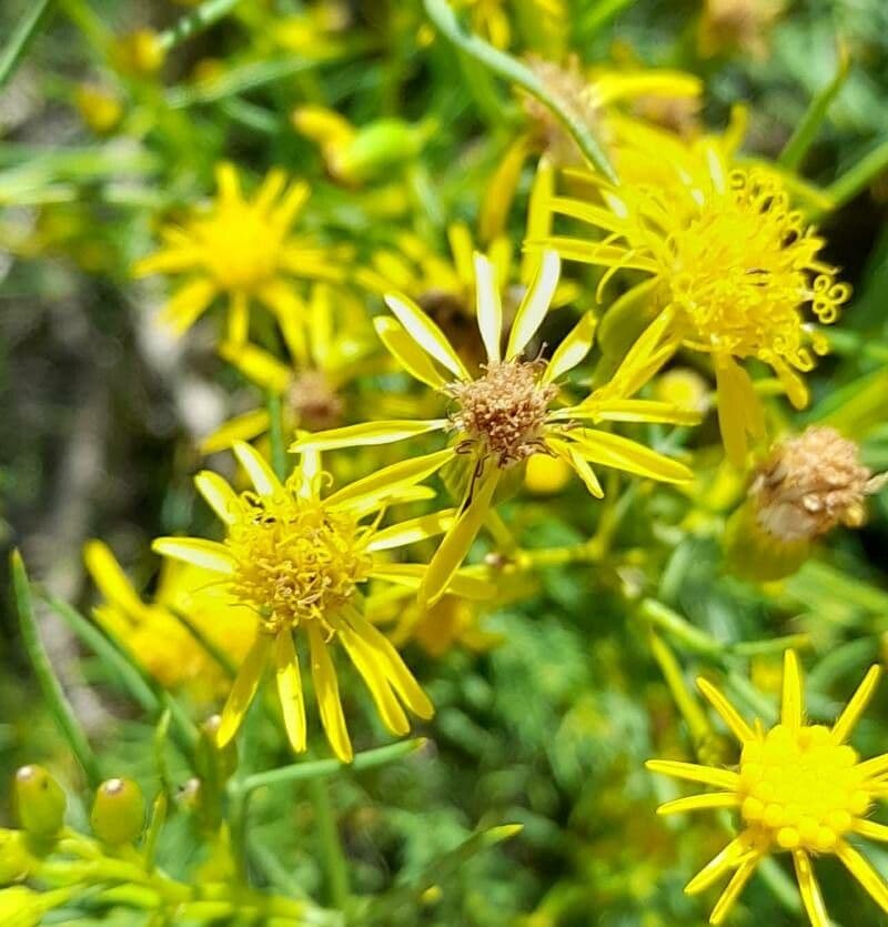 Senecione 2
