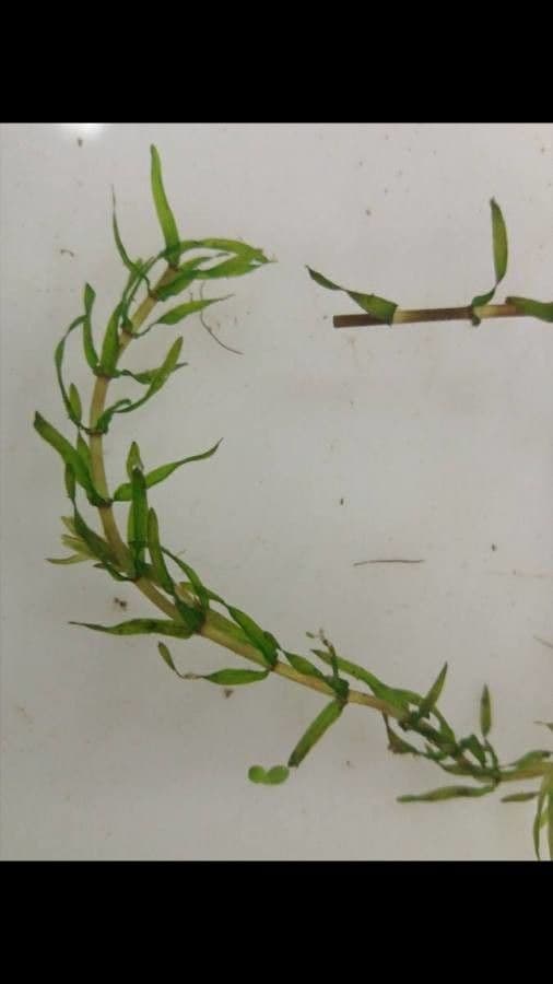 Schmalblättrige Wasserpest 9