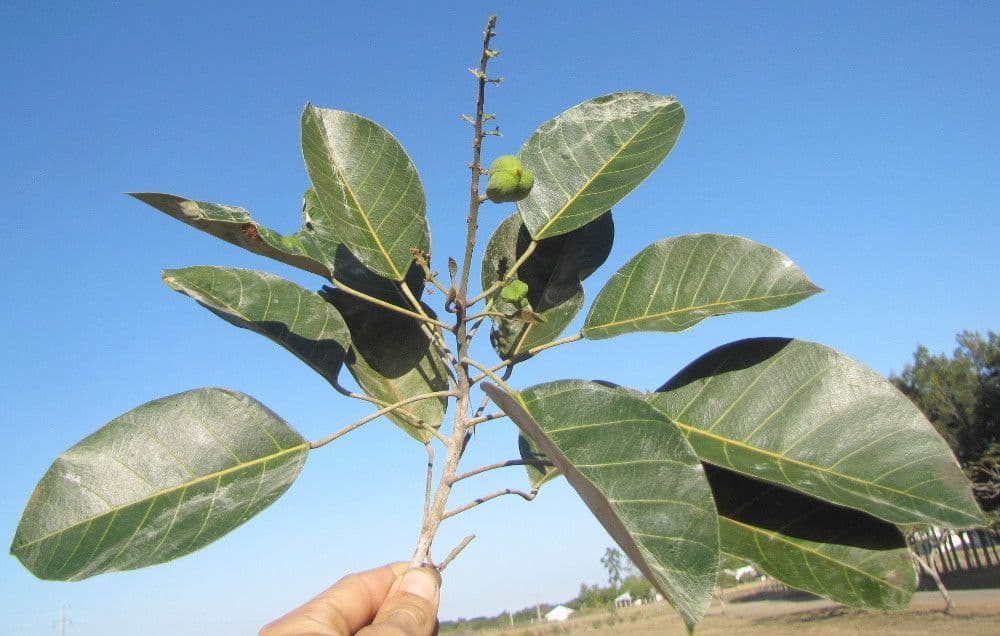 Alphandia 2