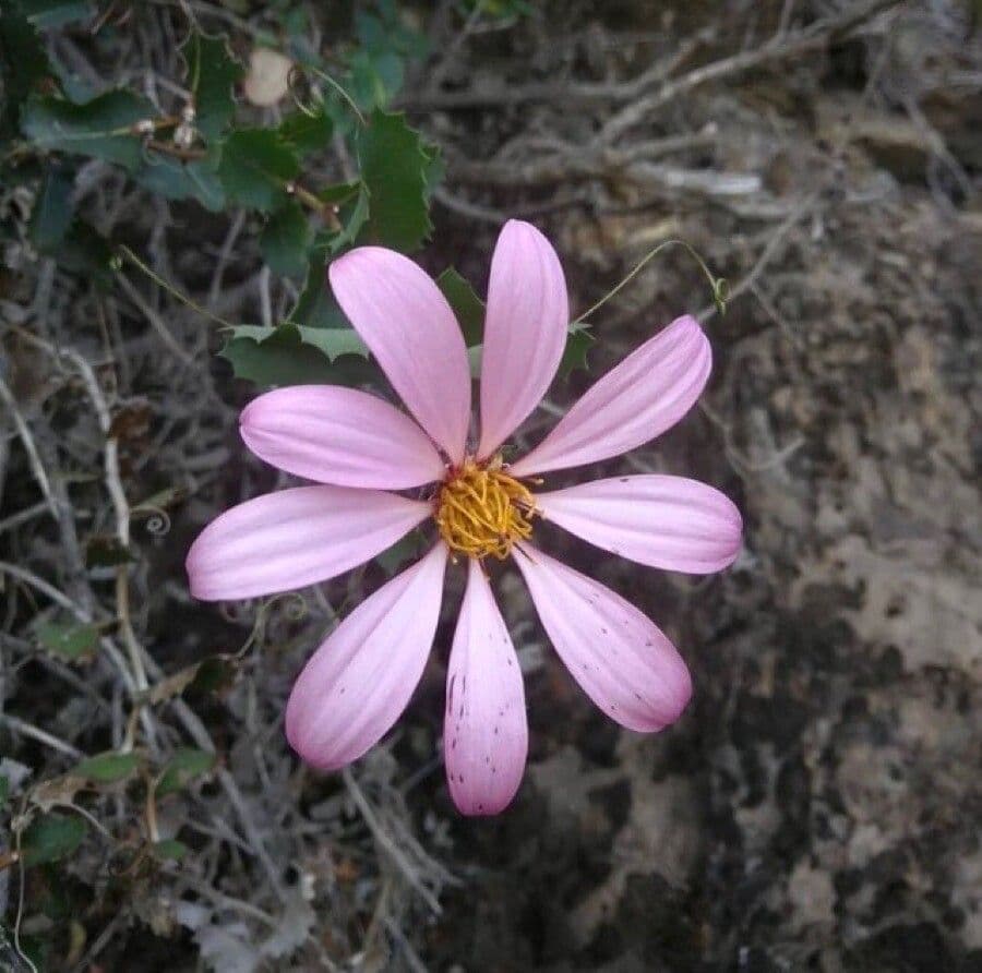 Mutisia 2
