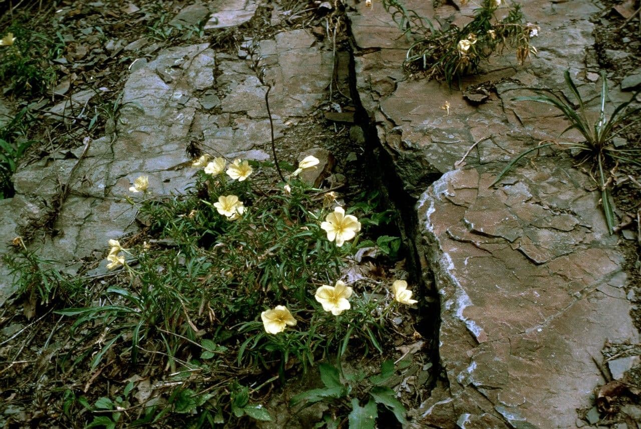 Enagra argillicola 4