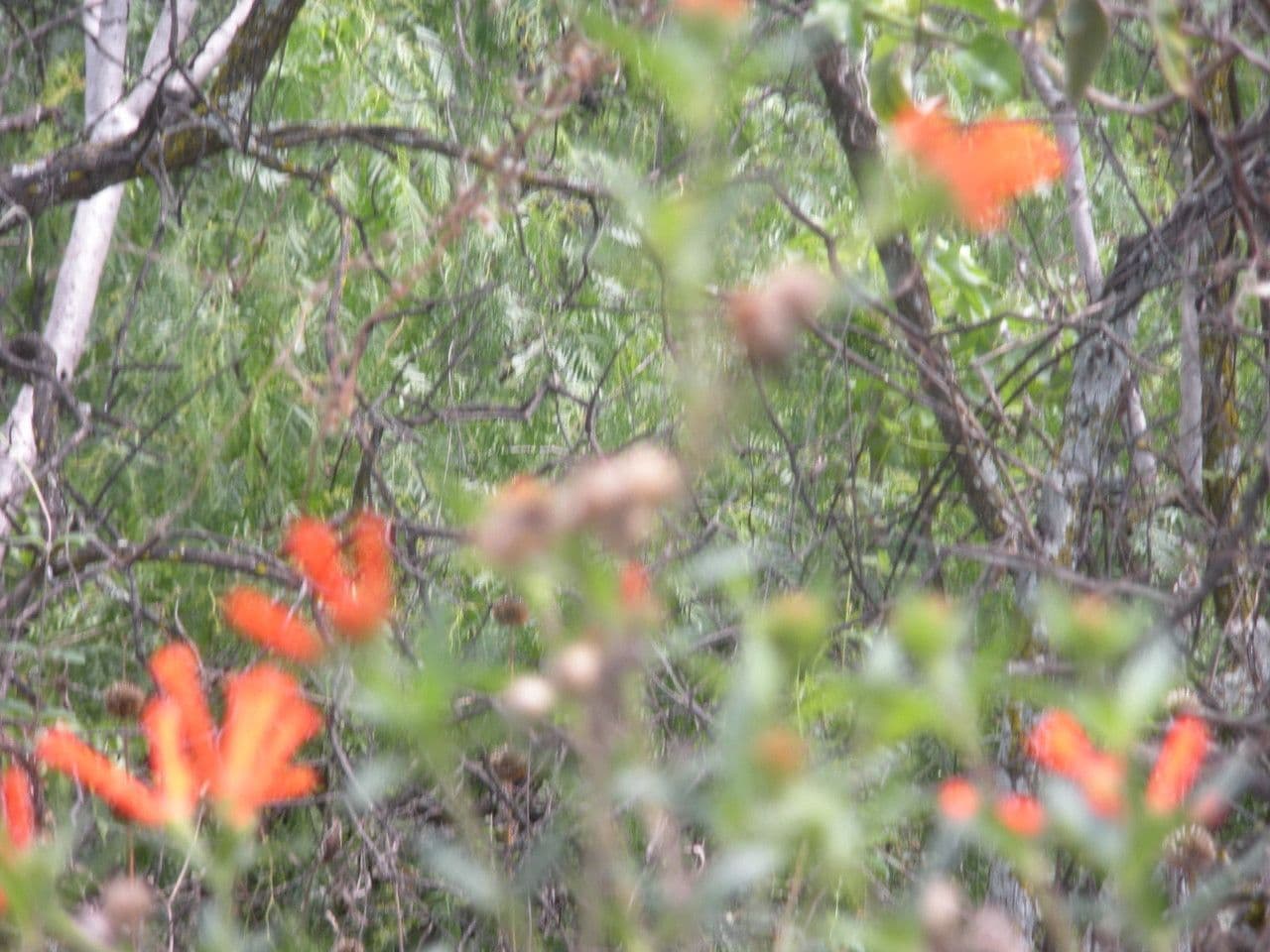 Bouvardia ternifolia 8