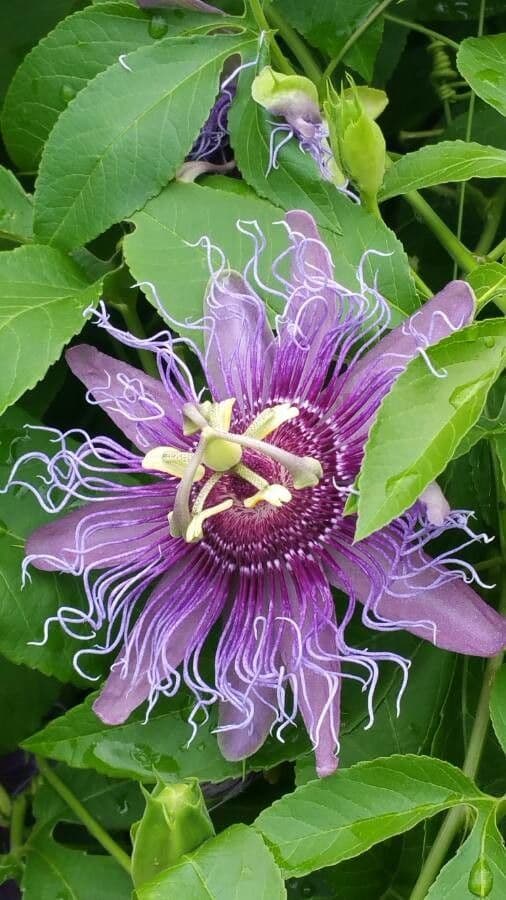 Passiflora 6