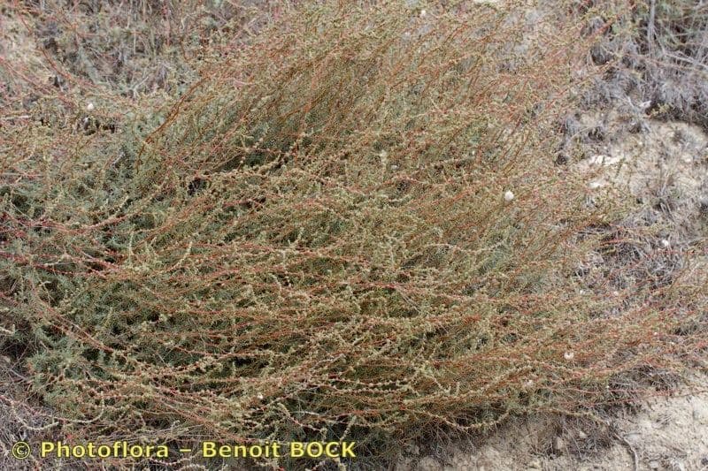 Bassia prostrata 12