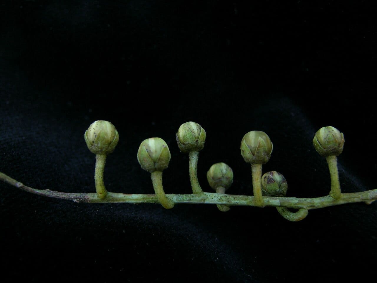 Lyonia 5