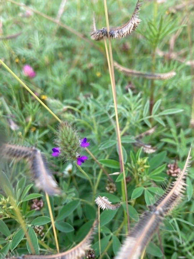 Dalea