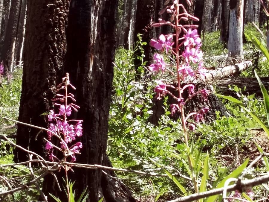 Corallorhiza 4
