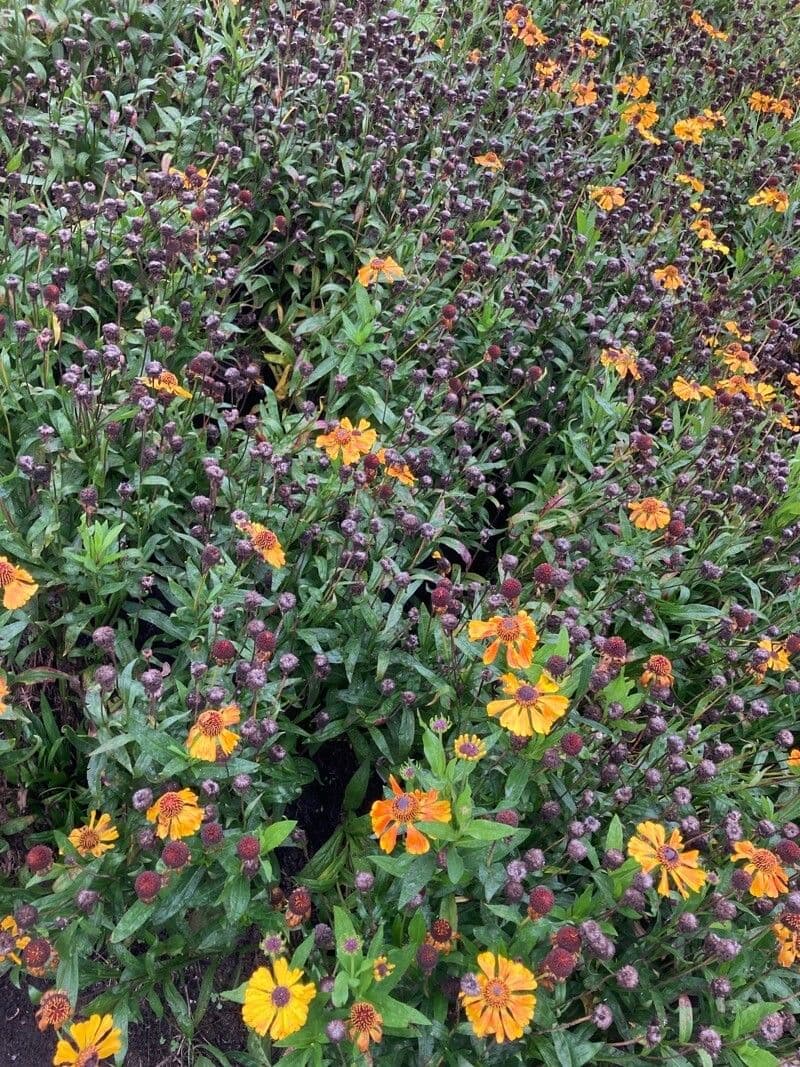 Helenium de otoño 24