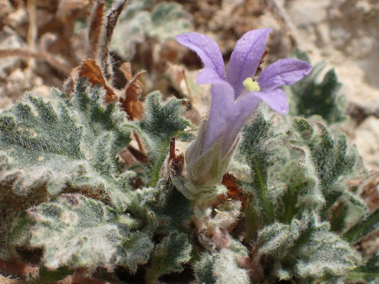 Campanula