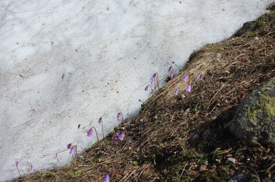 Zwerg-Glockenblume 11