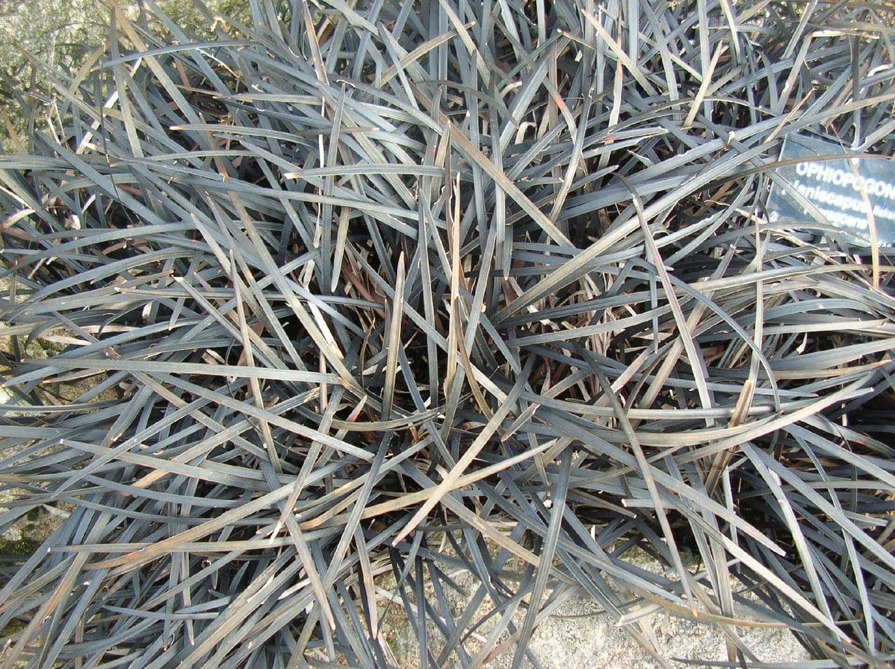 Schwarzer Schlangenbart 13