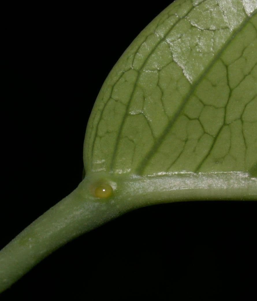 Passiflora 13
