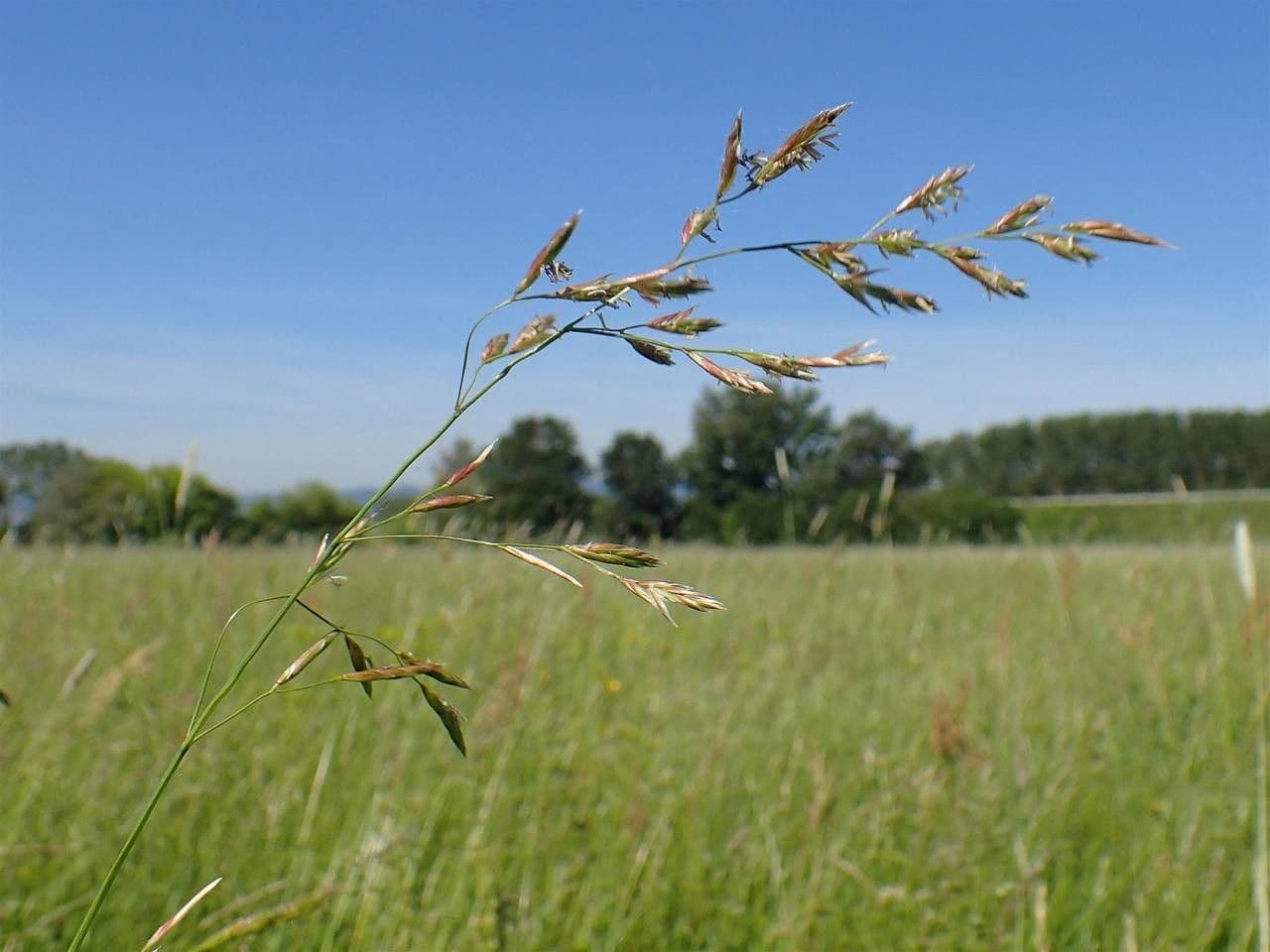Festuca dei prati 13