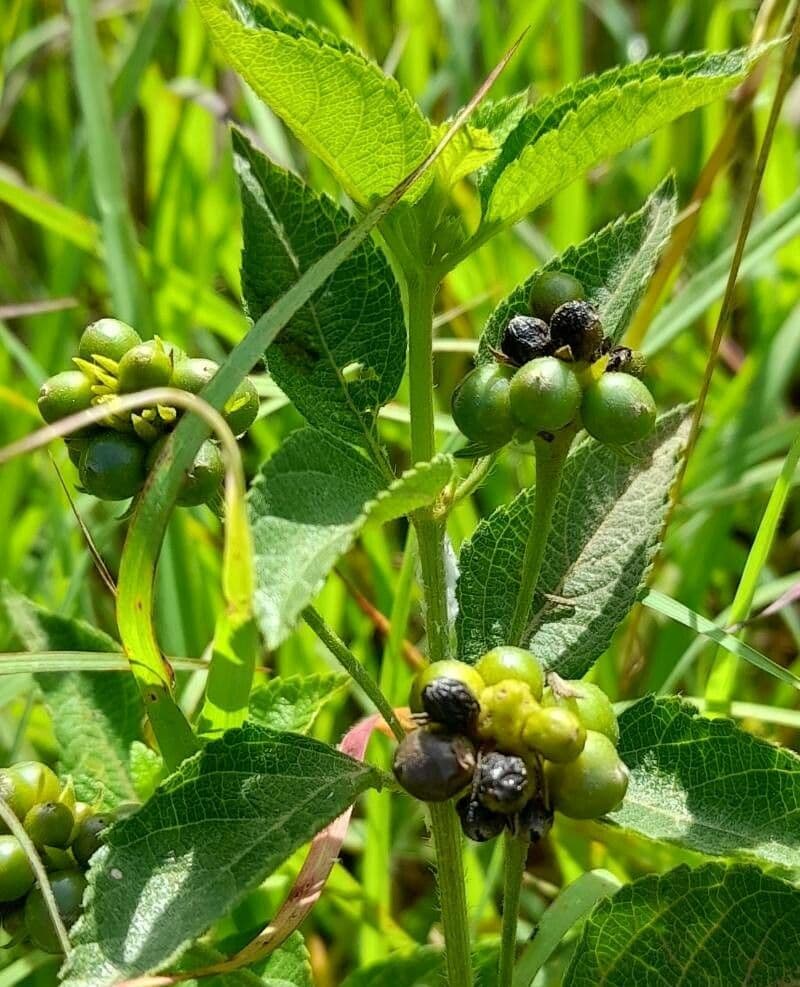 Lantana 3