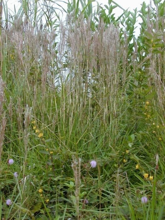 Schizachyrium condensatum 3