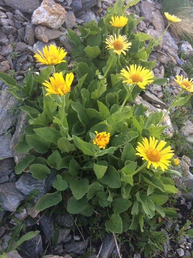 Plantain-leaf leopard's-bane 11