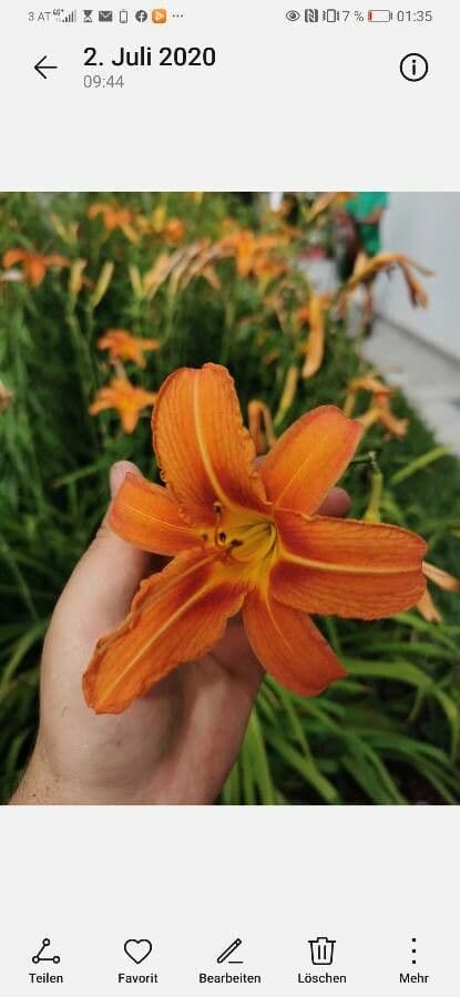 Emerocallide fulva 4