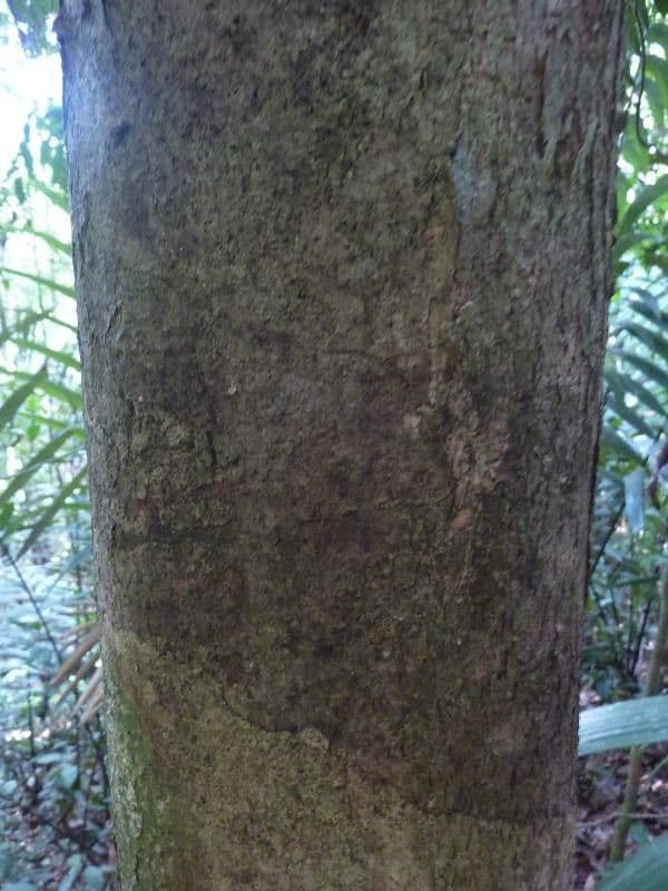 Apeiba glabra 5