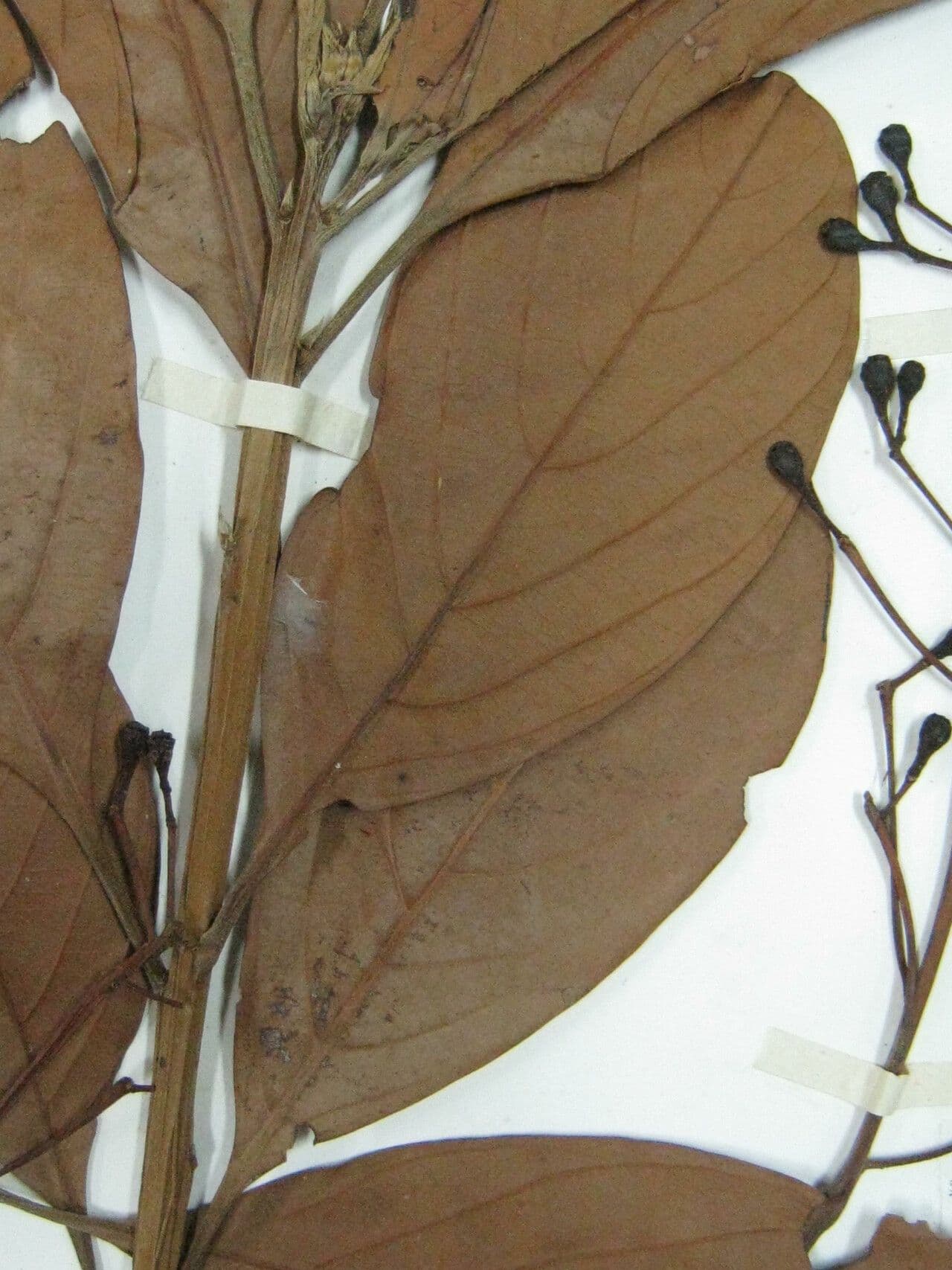 Nectandra 3