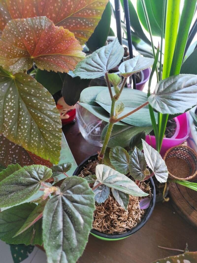 Begonia 6