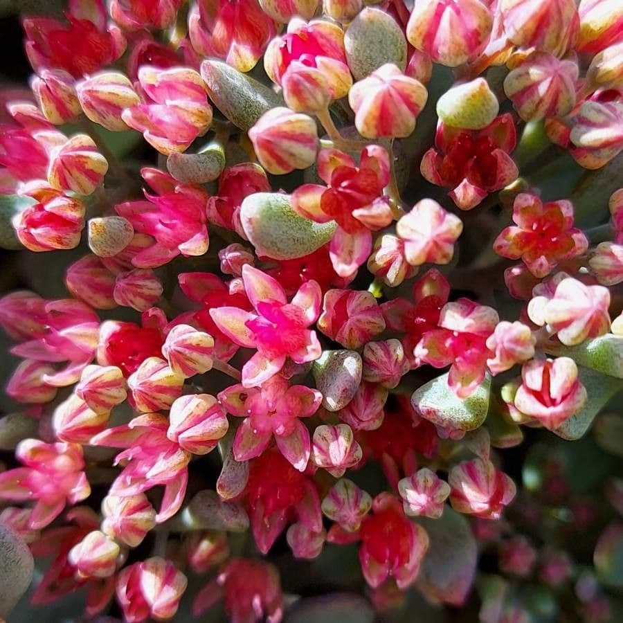Sedum 5
