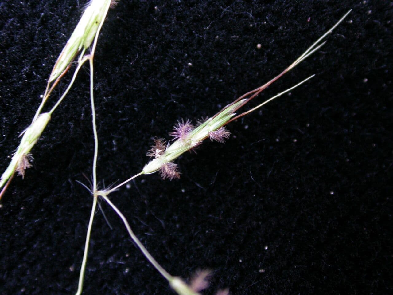 Capillipedium 3